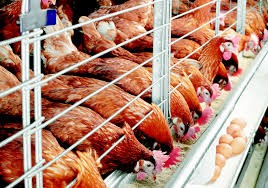 Развитие сектора животноводства в Республике Узбекистан» - Подготовка рамочной программы экологического и социального управления (РПЭСУ)