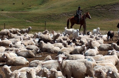 Развитие сектора животноводства в Республике Узбекистан» - Подготовка рамочной программы экологического и социального управления (РПЭСУ)