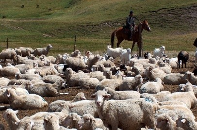 Livestock Sector Development Project - Preparation of Environmental and Social Management Framework