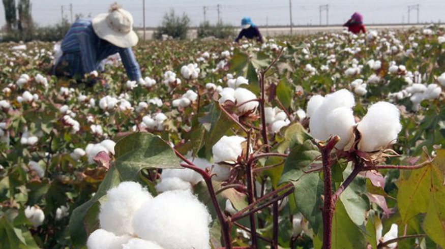 Assessment of the risks of forced labour during cotton harvest among the staff of medical institutions in Uzbekistan