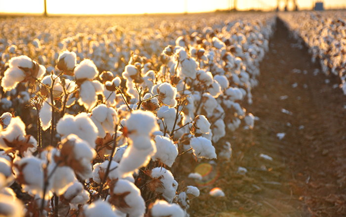 Assessment of the risks of forced labour during cotton harvest among the staff of medical institutions in Uzbekistan