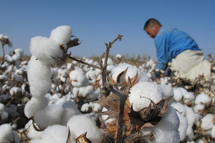 Cotton Mechanization in South Karakalpakstan. Assessment of 2017 Campaign